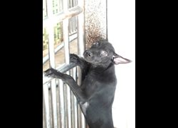 宜蘭縣流浪動物中途之家,編號:471779, 混種犬          