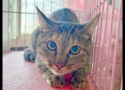 臺北市動物之家,編號:471790, 混種貓                 