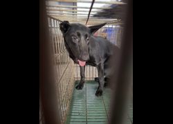 臺南市動物之家善化站,編號:471821, 混種犬          