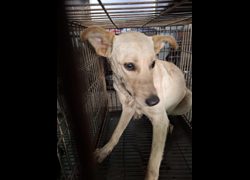 臺南市動物之家善化站,編號:471823, 混種犬          