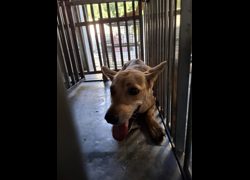 臺南市動物之家善化站,編號:471825, 混種犬          