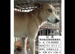 雲林縣流浪動物收容所,編號:471505, 混種犬          
