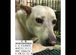 雲林縣流浪動物收容所,編號:471023, 混種犬          