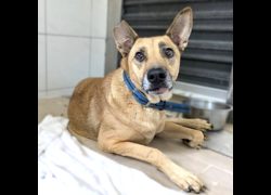 新竹縣動物保護教育園區,編號:471845, 混種犬          