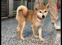高雄市壽山動物保護教育園區,編號:471857, 柴犬                  