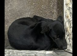 臺東縣動物收容中心,編號:471867, 混種犬          