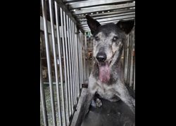 臺南市動物之家善化站,編號:471876, 混種犬          