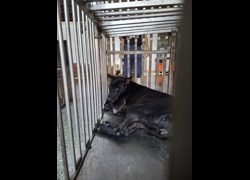 臺南市動物之家善化站,編號:471879, 混種犬          