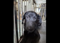臺南市動物之家善化站,編號:471881, 混種犬          