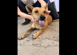 彰化縣流浪狗中途之家臨時收容所,編號:471882, 混種犬          