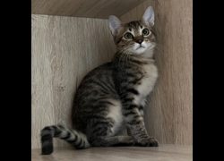 新北市瑞芳區公立動物之家,編號:471899, 混種貓                 