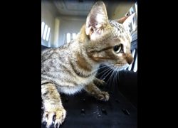 宜蘭縣流浪動物中途之家,編號:471903, 混種貓                 