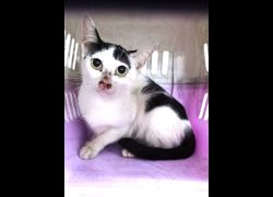 宜蘭縣流浪動物中途之家,編號:471904, 混種貓                 