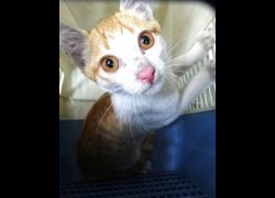 宜蘭縣流浪動物中途之家,編號:471907, 混種貓                 
