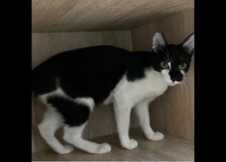 新北市瑞芳區公立動物之家,編號:471918, 混種貓                 