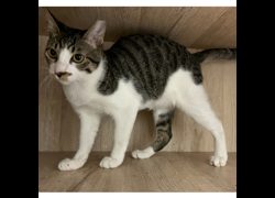 新北市瑞芳區公立動物之家,編號:471919, 混種貓                 