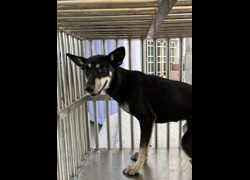 彰化縣流浪狗中途之家臨時收容所,編號:471927, 混種犬          