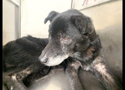 臺北市動物之家,編號:471934, 混種犬          