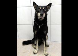 新竹縣動物保護教育園區,編號:471884, 混種犬          