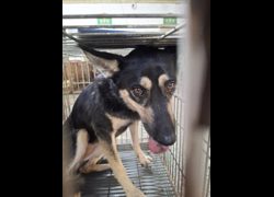 臺南市動物之家善化站,編號:471960, 混種犬          