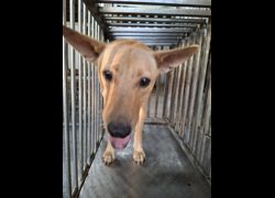 臺南市動物之家善化站,編號:471981, 混種犬          