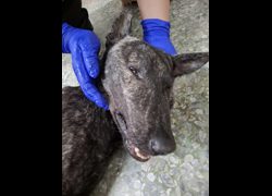 臺南市動物之家善化站,編號:471983, 混種犬          