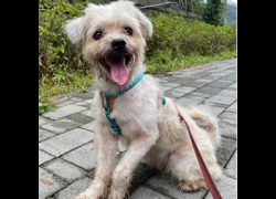 新北市瑞芳區公立動物之家,編號:467372, 混種犬          