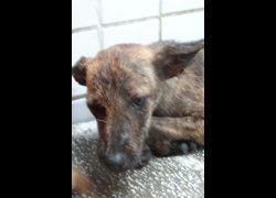 宜蘭縣流浪動物中途之家,編號:471988, 混種犬          