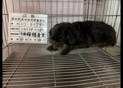雲林縣流浪動物收容所,編號:472016, 貴賓犬        