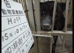 雲林縣流浪動物收容所,編號:472027, 混種犬          