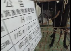 雲林縣流浪動物收容所,編號:472029, 混種犬          