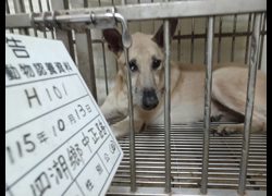 雲林縣流浪動物收容所,編號:472030, 混種犬          
