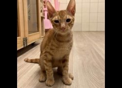 臺南市動物之家灣裡站,編號:468527, 混種貓                 
