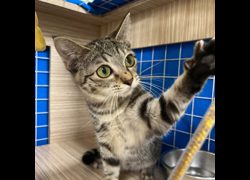 臺南市動物之家灣裡站,編號:460909, 混種貓                 