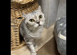 臺南市動物之家灣裡站,編號:464332, 美國捲耳貓               