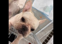 基隆市寵物銀行,編號:472108, 法國鬥牛犬