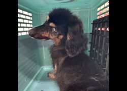 基隆市寵物銀行,編號:472116, 臘腸犬