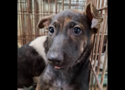 臺南市動物之家善化站,編號:472121, 混種犬          