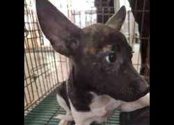 臺南市動物之家善化站,編號:472122, 混種犬          