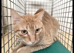 臺北市動物之家,編號:472173, 混種貓                 