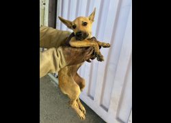 彰化縣流浪狗中途之家臨時收容所,編號:472189, 混種犬          