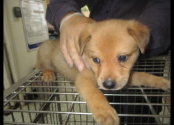 桃園市動物保護教育園區,編號:472197, 混種犬          