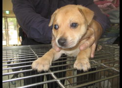桃園市動物保護教育園區,編號:472198, 混種犬          