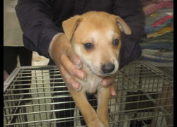 桃園市動物保護教育園區,編號:472200, 混種犬          