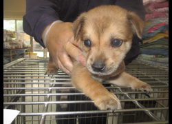 桃園市動物保護教育園區,編號:472201, 混種犬          