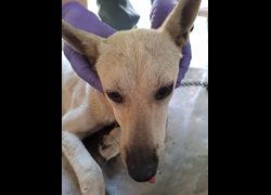 臺南市動物之家善化站,編號:472206, 混種犬          