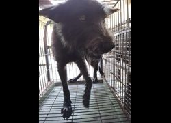 臺南市動物之家善化站,編號:472213, 混種犬          
