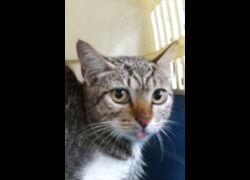 宜蘭縣流浪動物中途之家,編號:472217, 混種貓                 