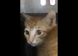 宜蘭縣流浪動物中途之家,編號:472220, 混種貓                 