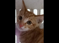 宜蘭縣流浪動物中途之家,編號:472221, 混種貓                 